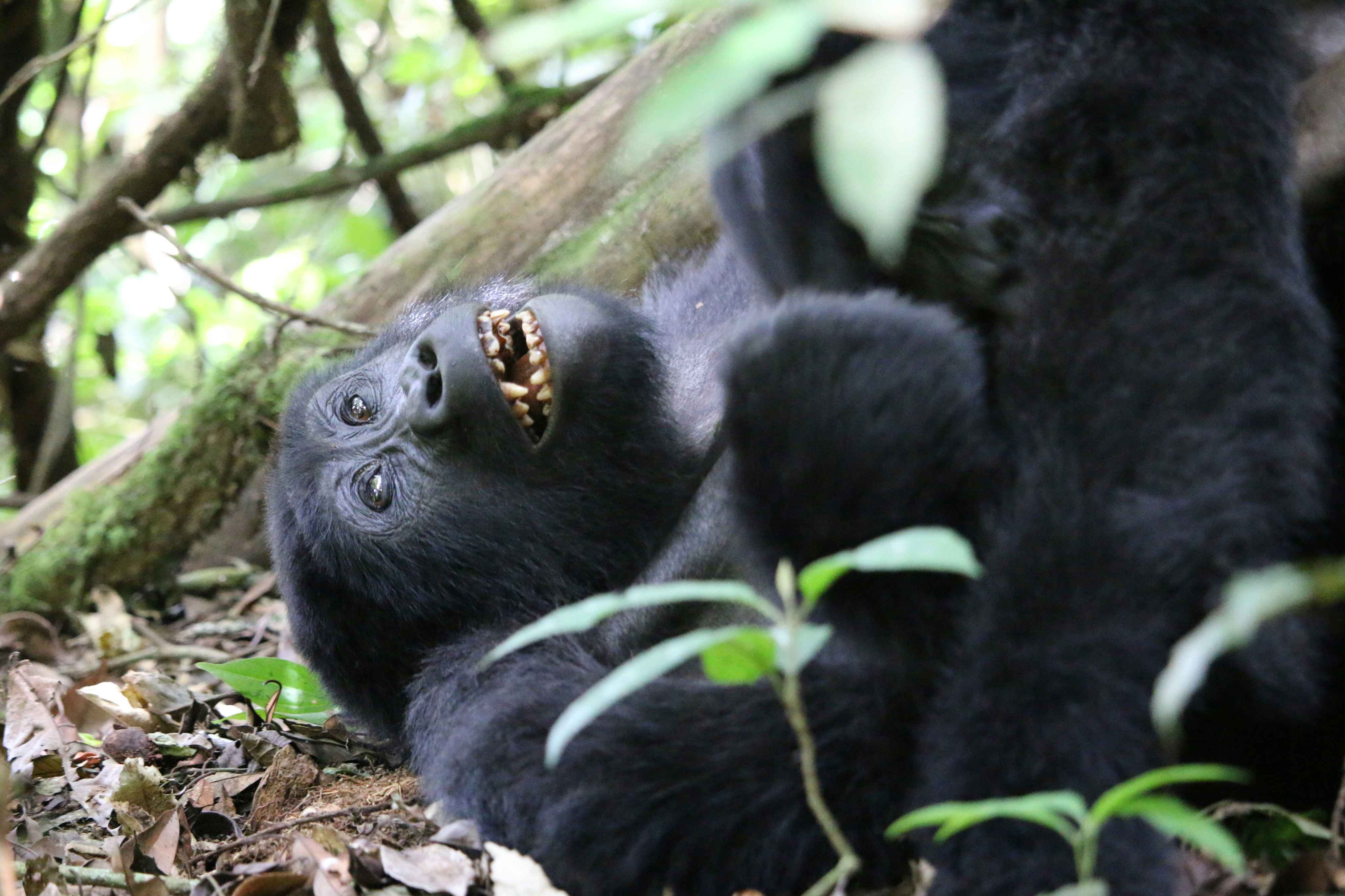 Gombe National Park