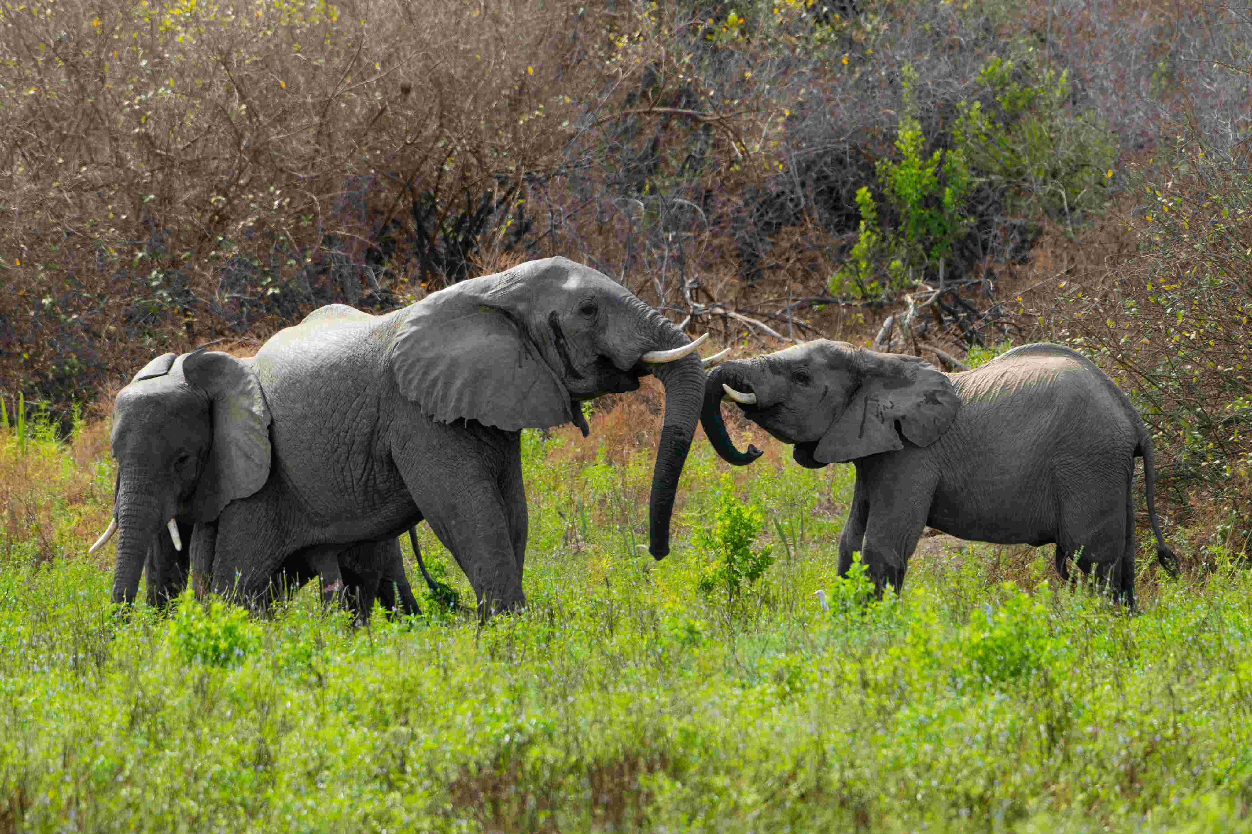 Nyerere National Park