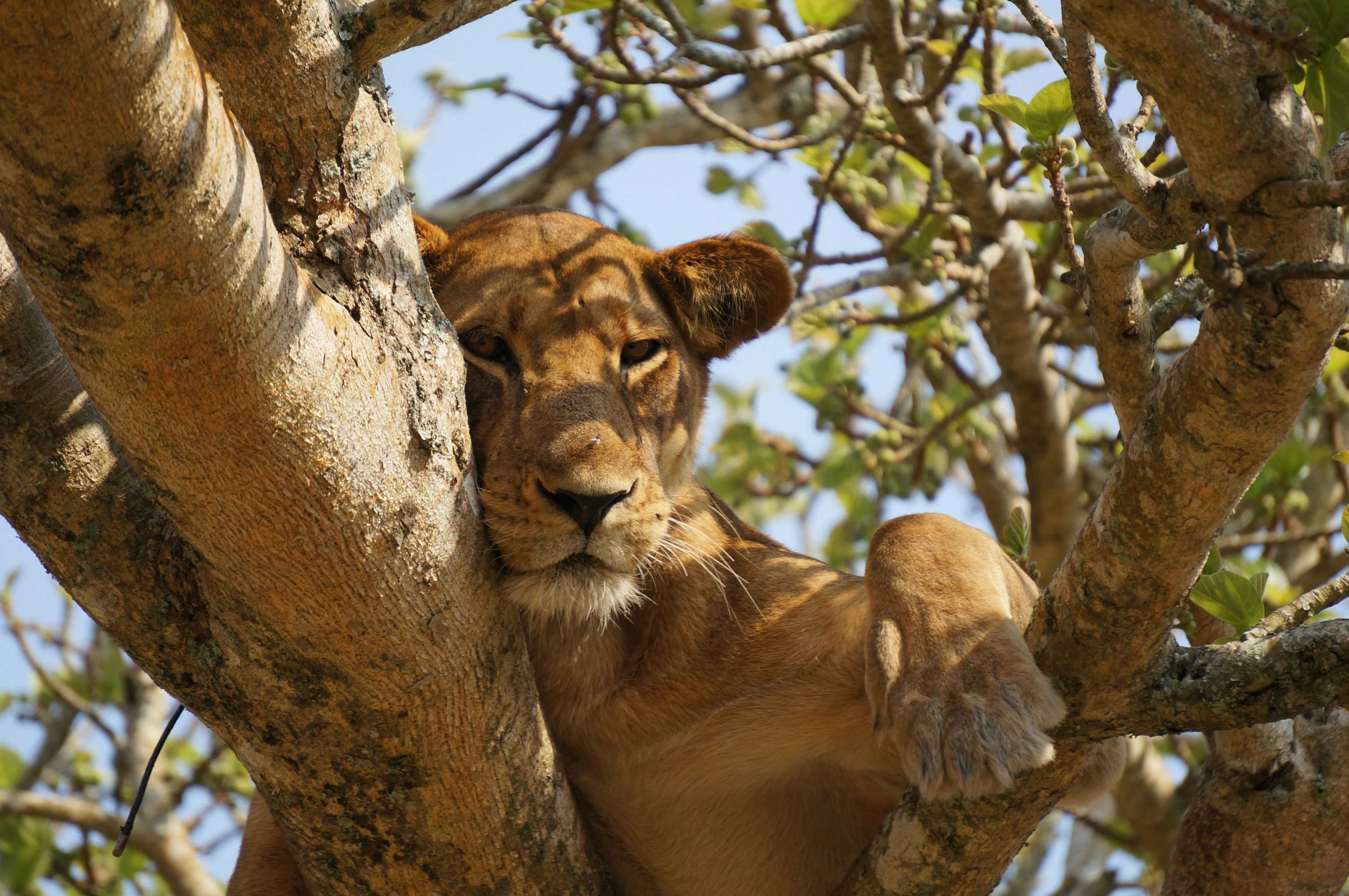 Queen Elizabeth National Park