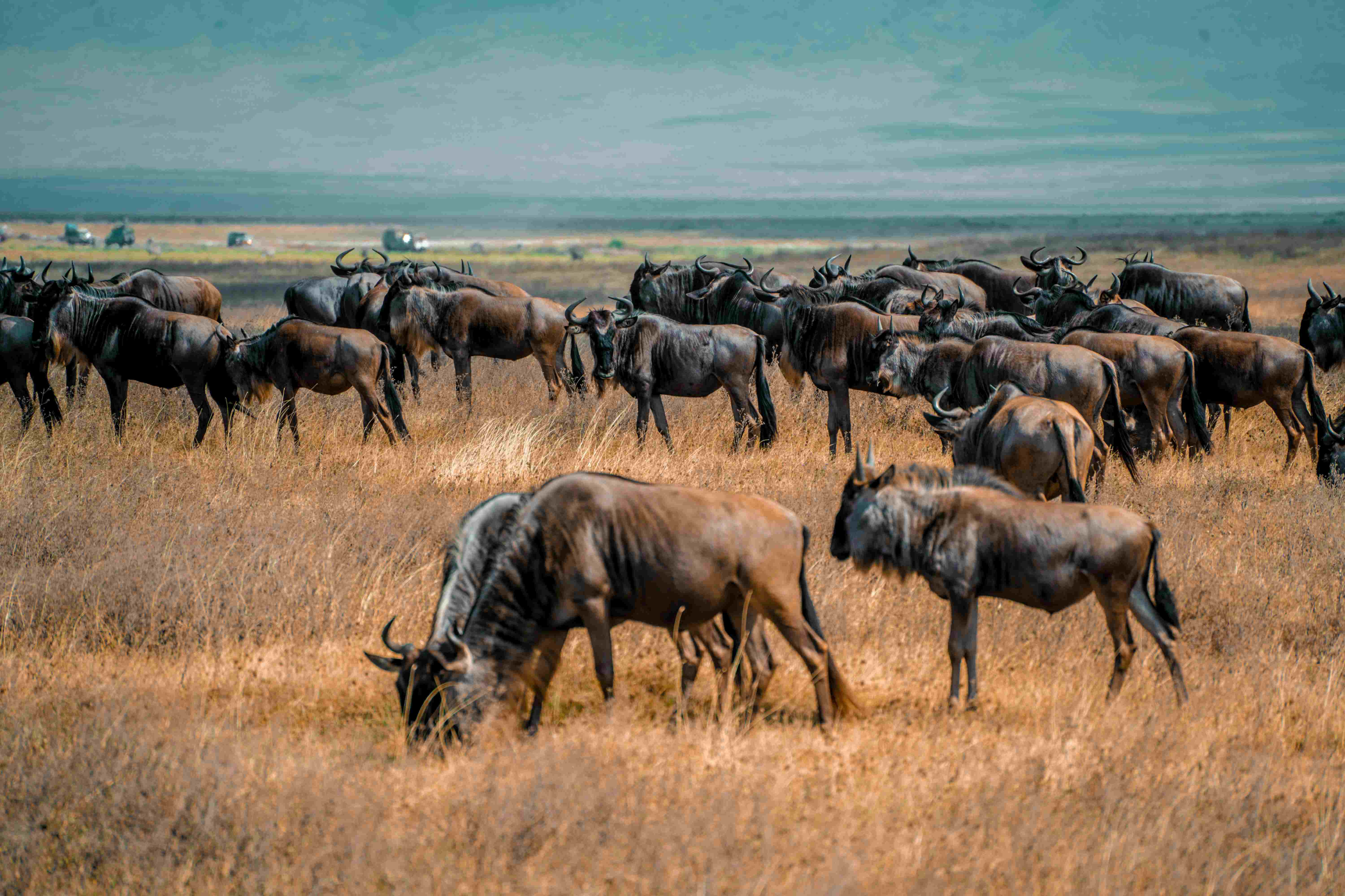 Serengeti