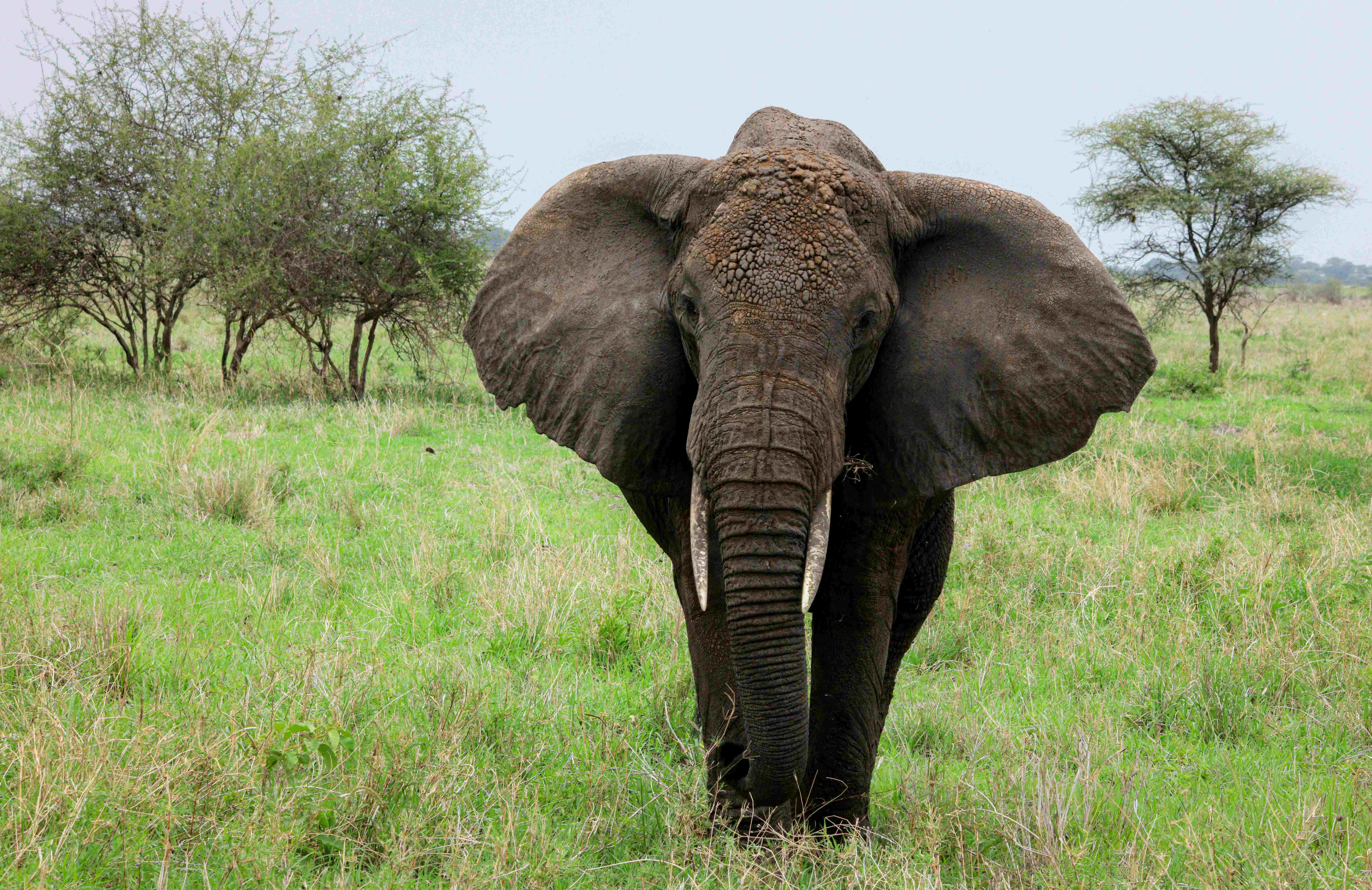 Tarangire National Park