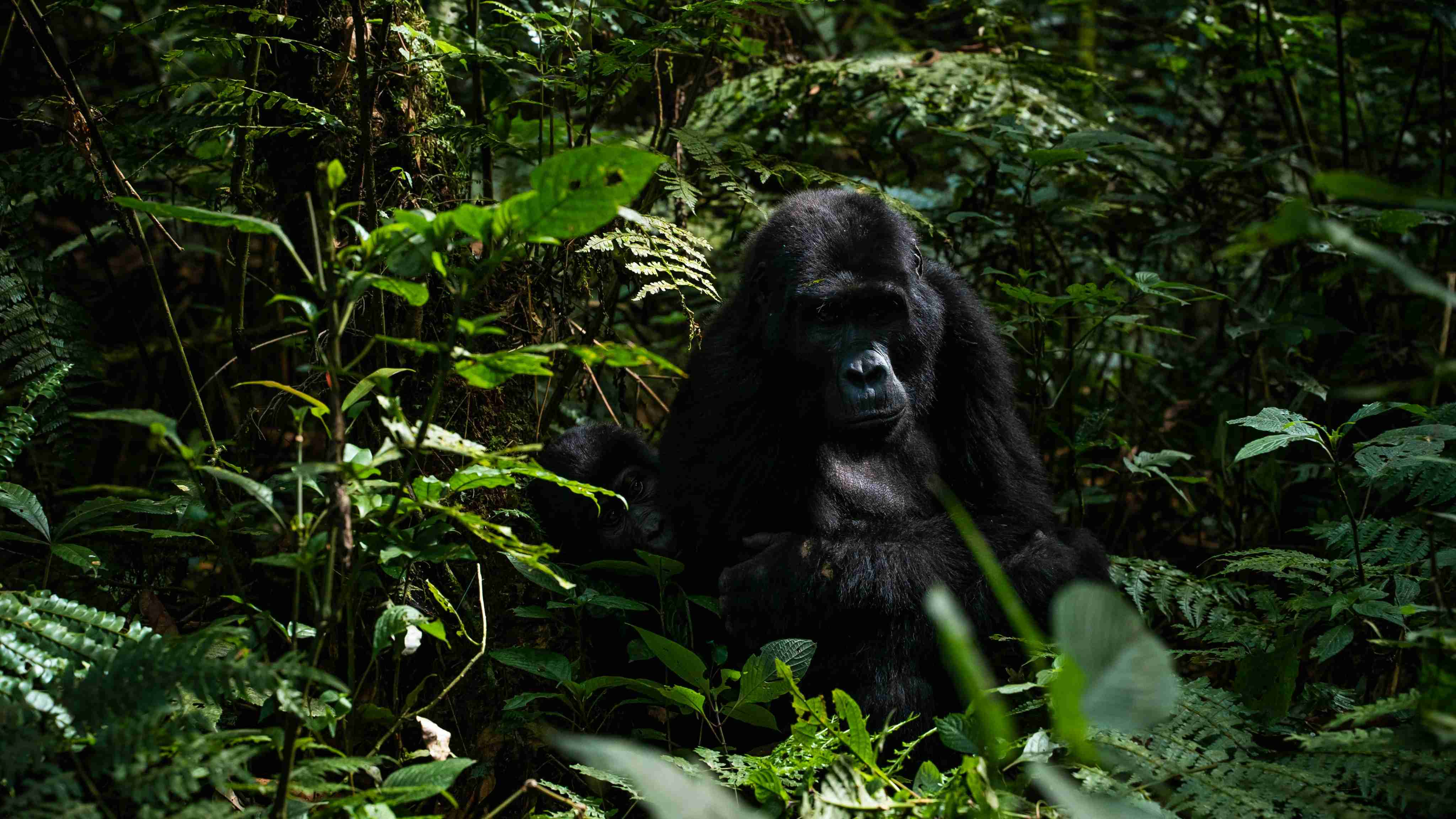 Chimpanzee in Mahale