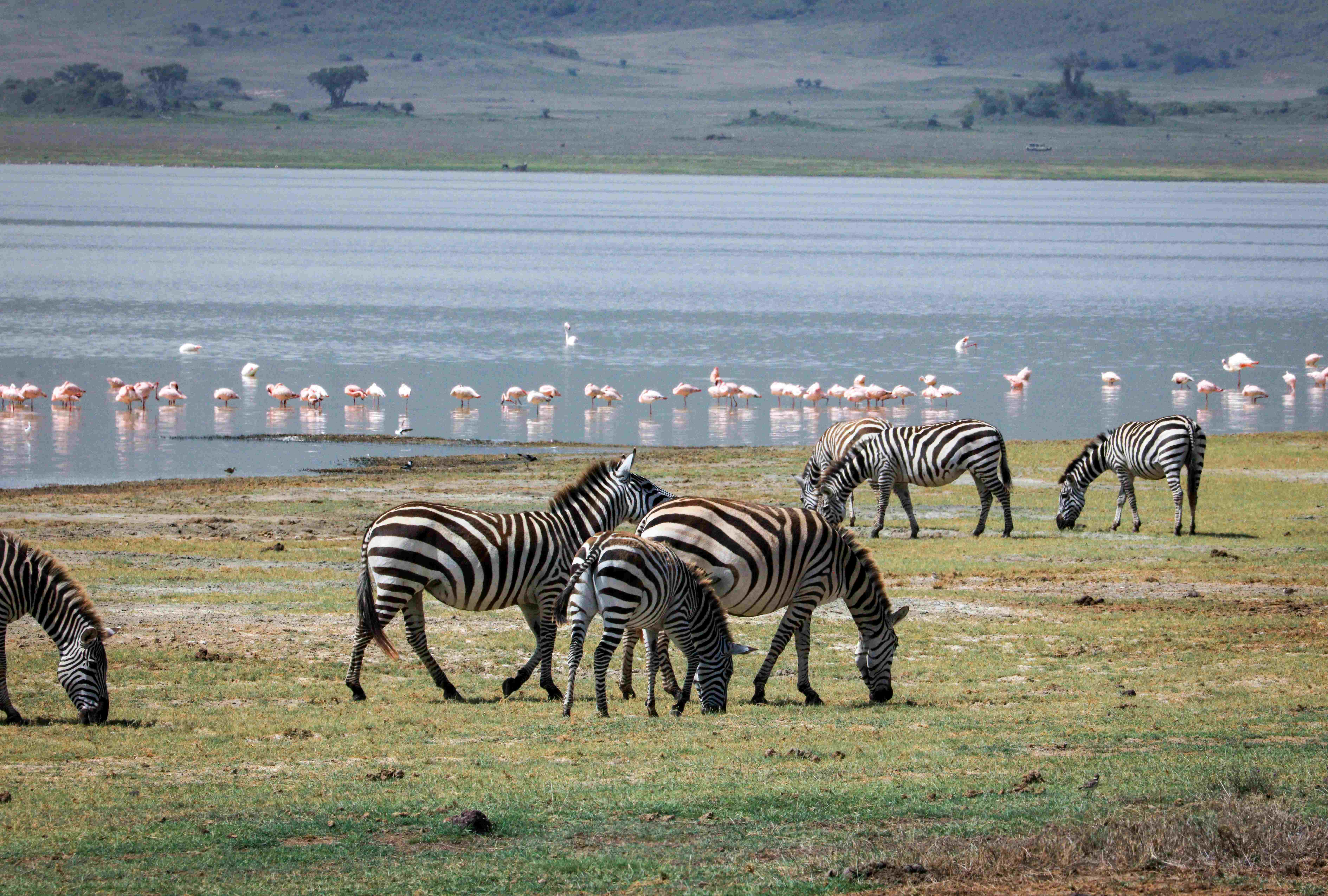 Manyara Timing