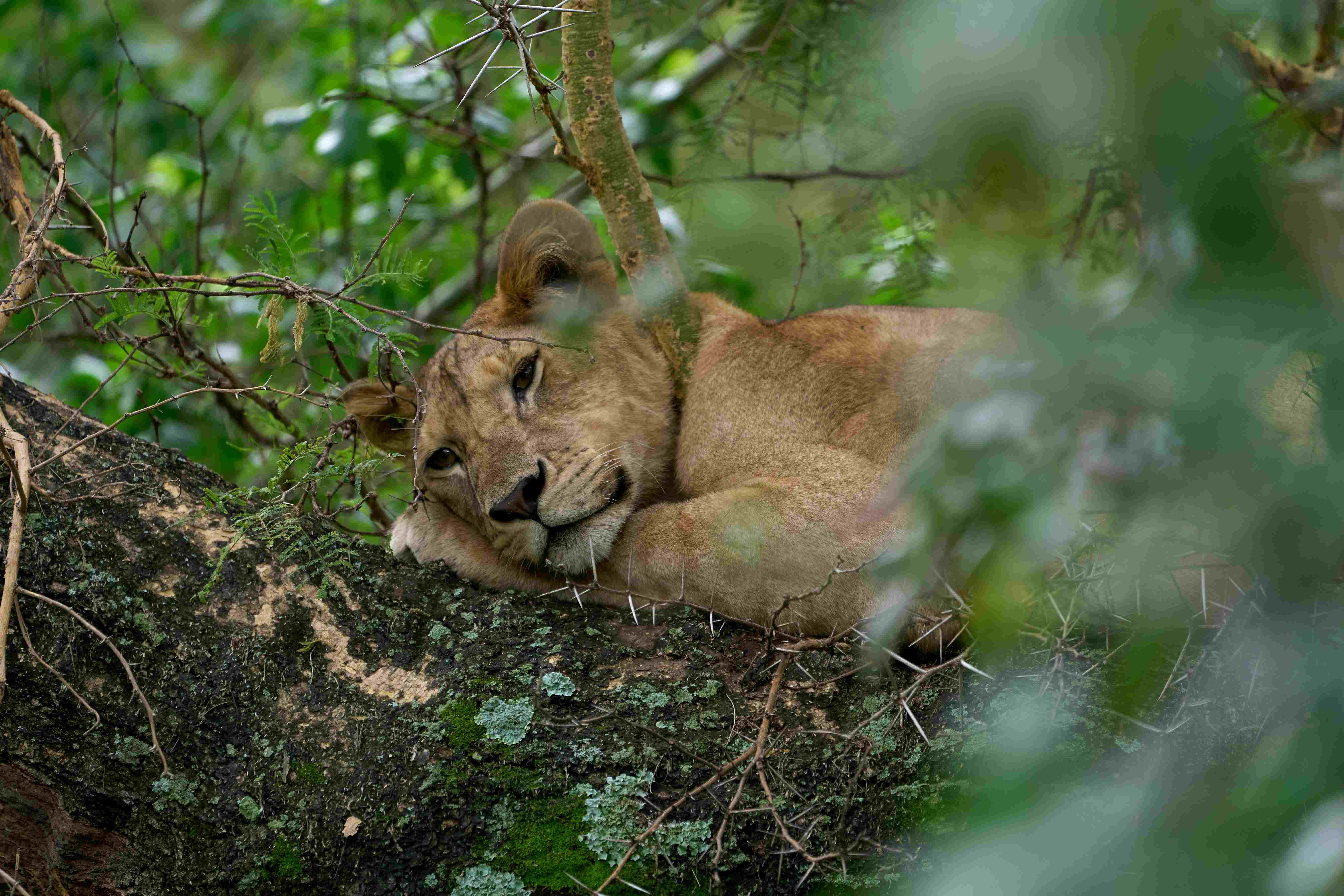 Photography Safari