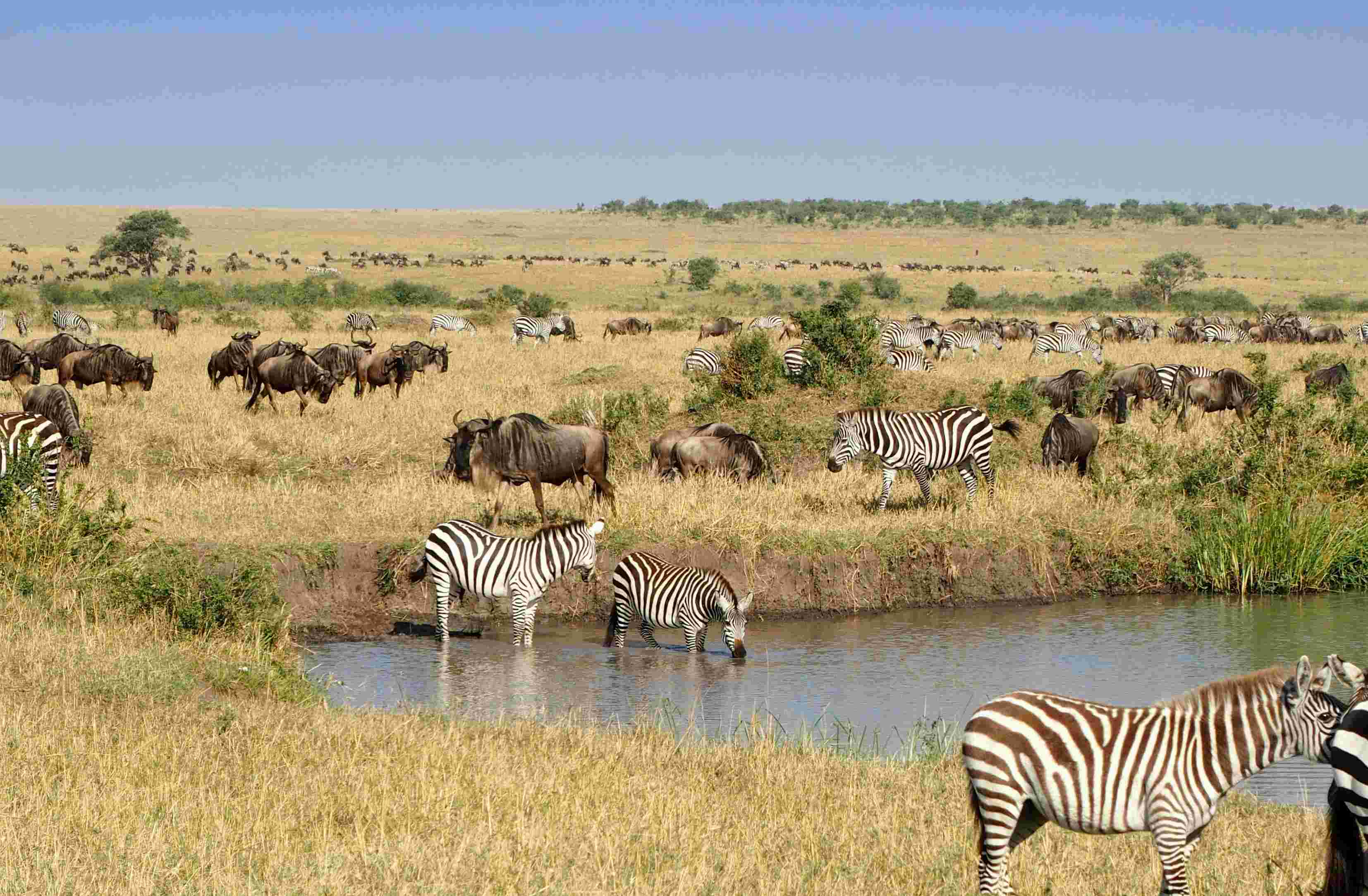 Wildebeest migration in Masai Mara