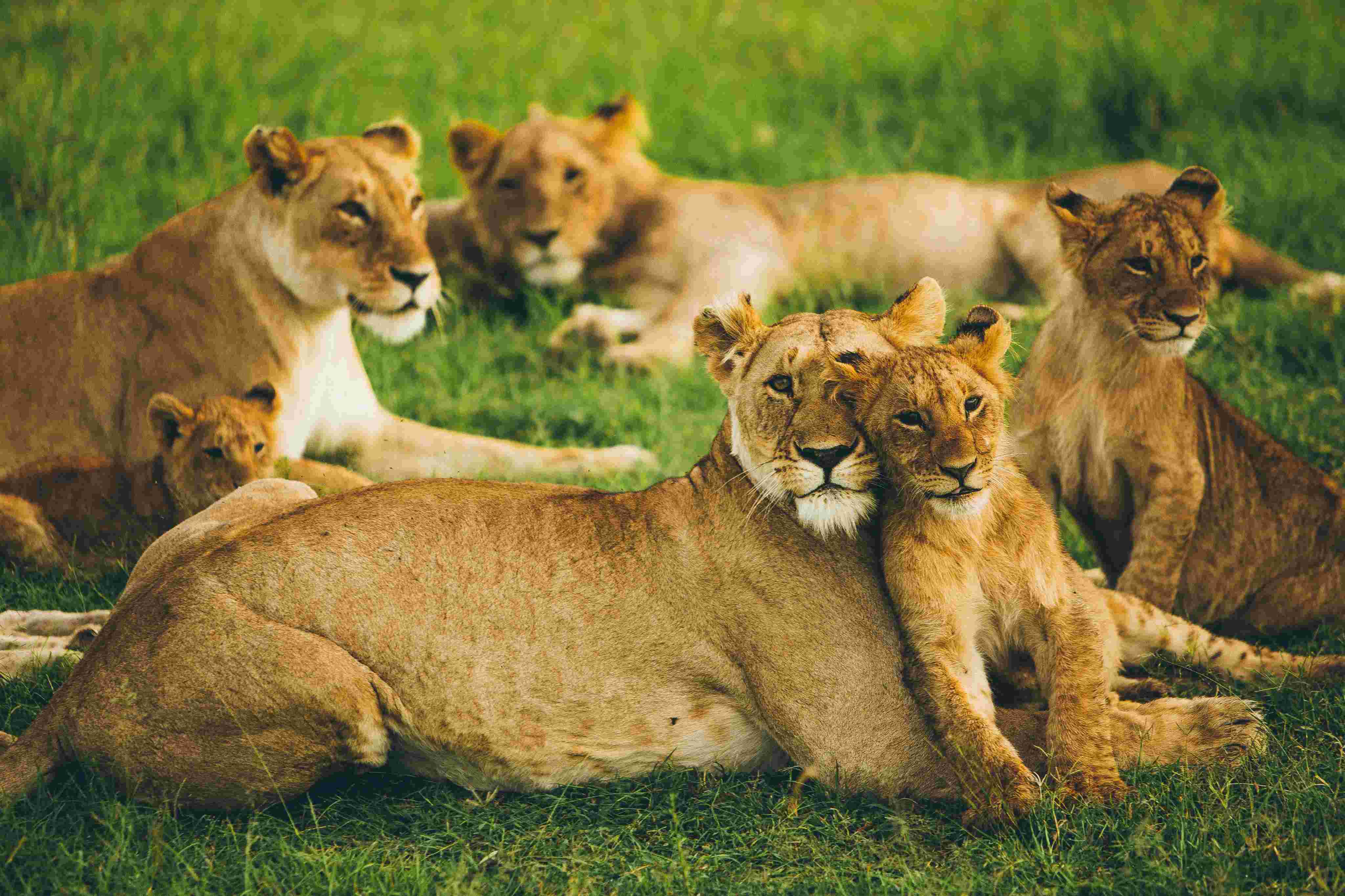 Lion pride in the Masai Mara