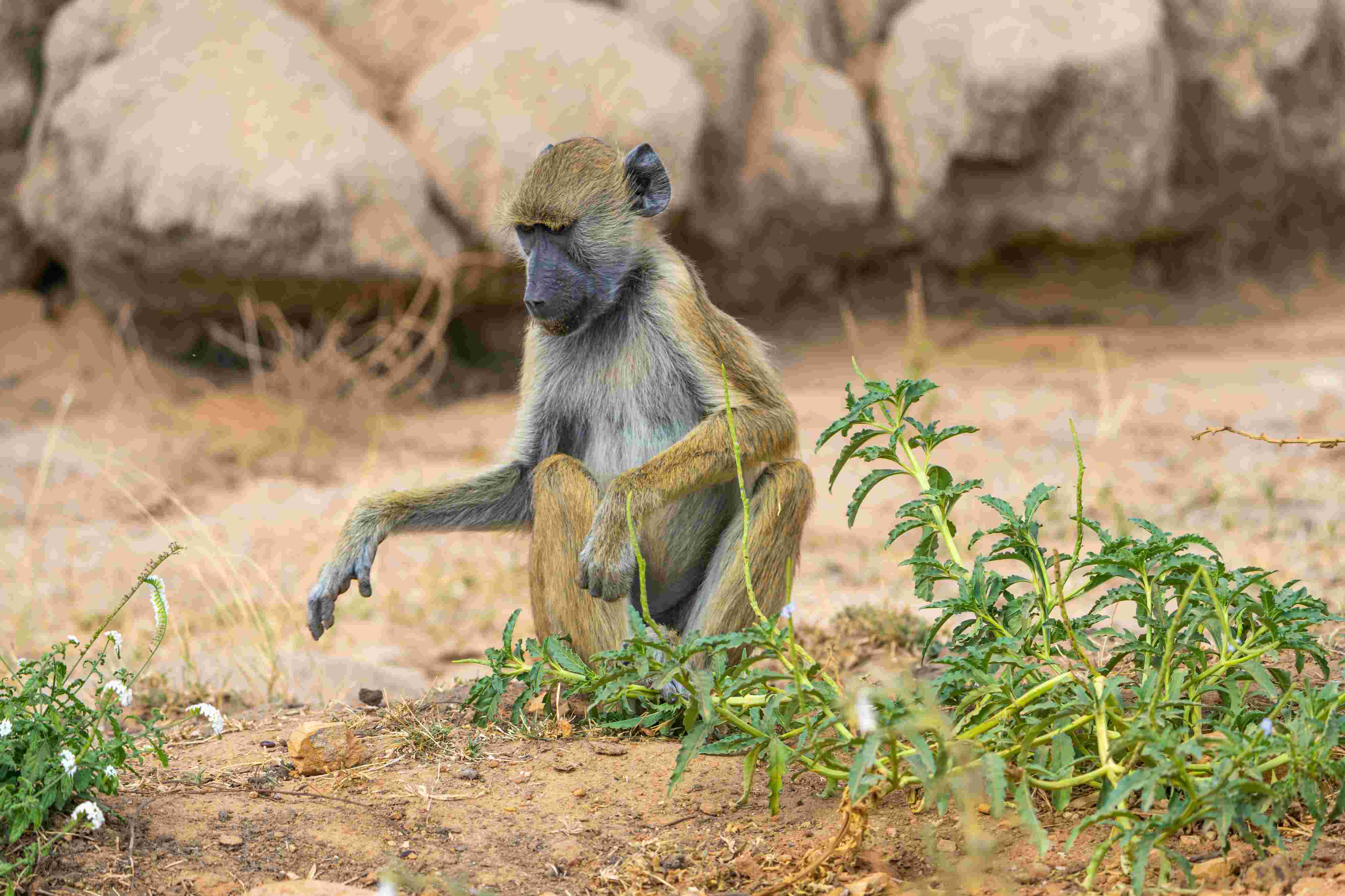 Walking safari in Nyerere