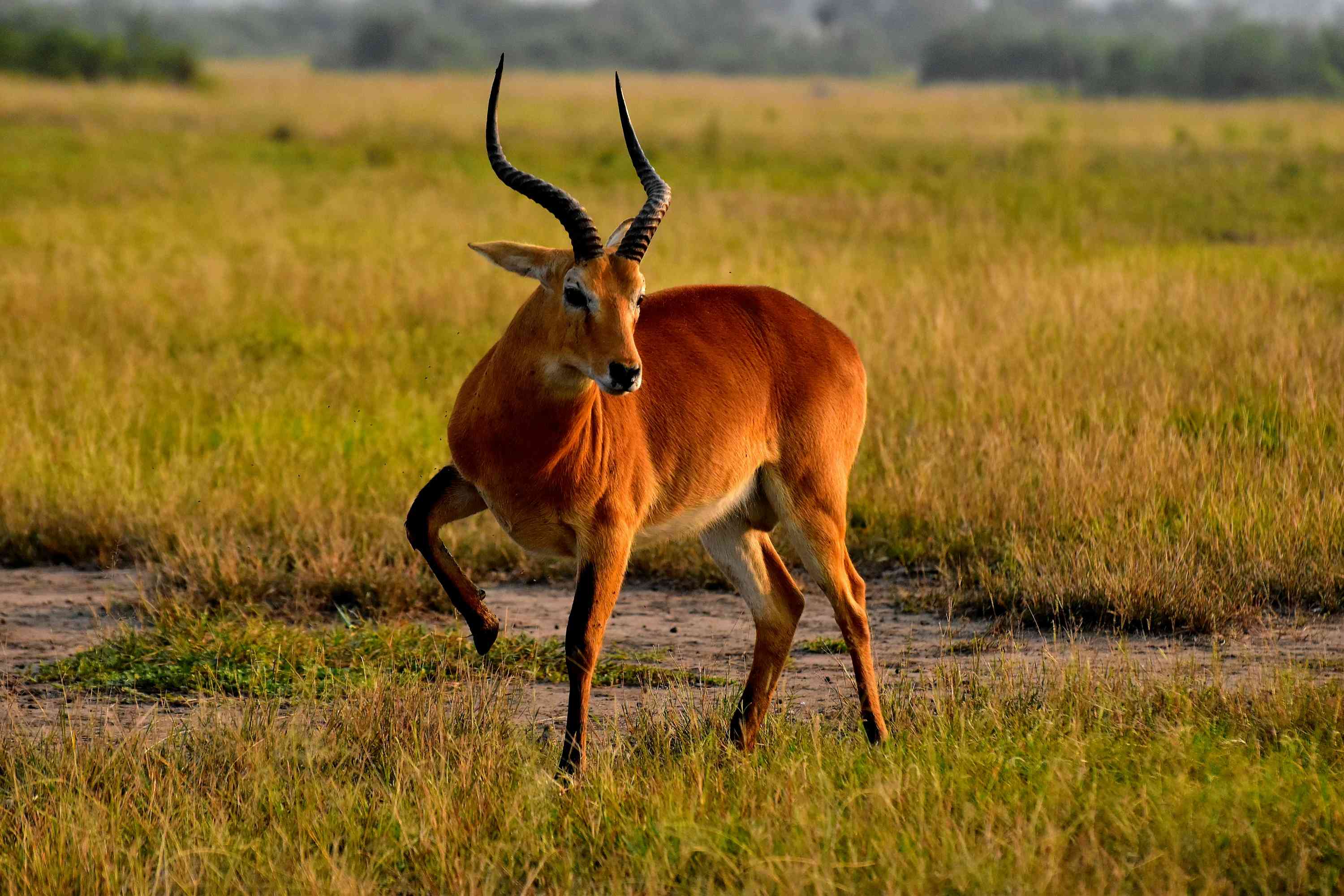 Kazinga Channel boat safari