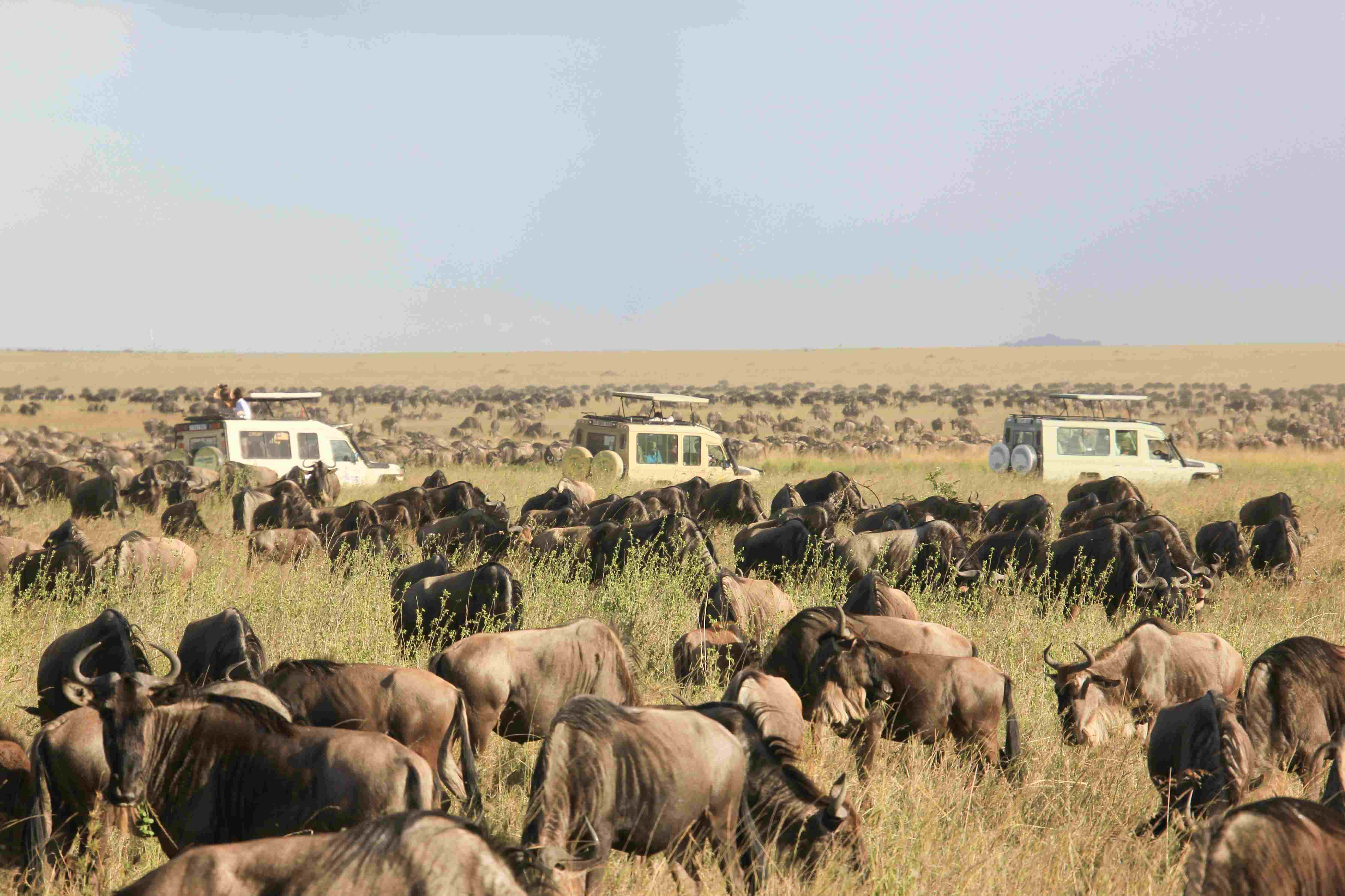 Great Migration