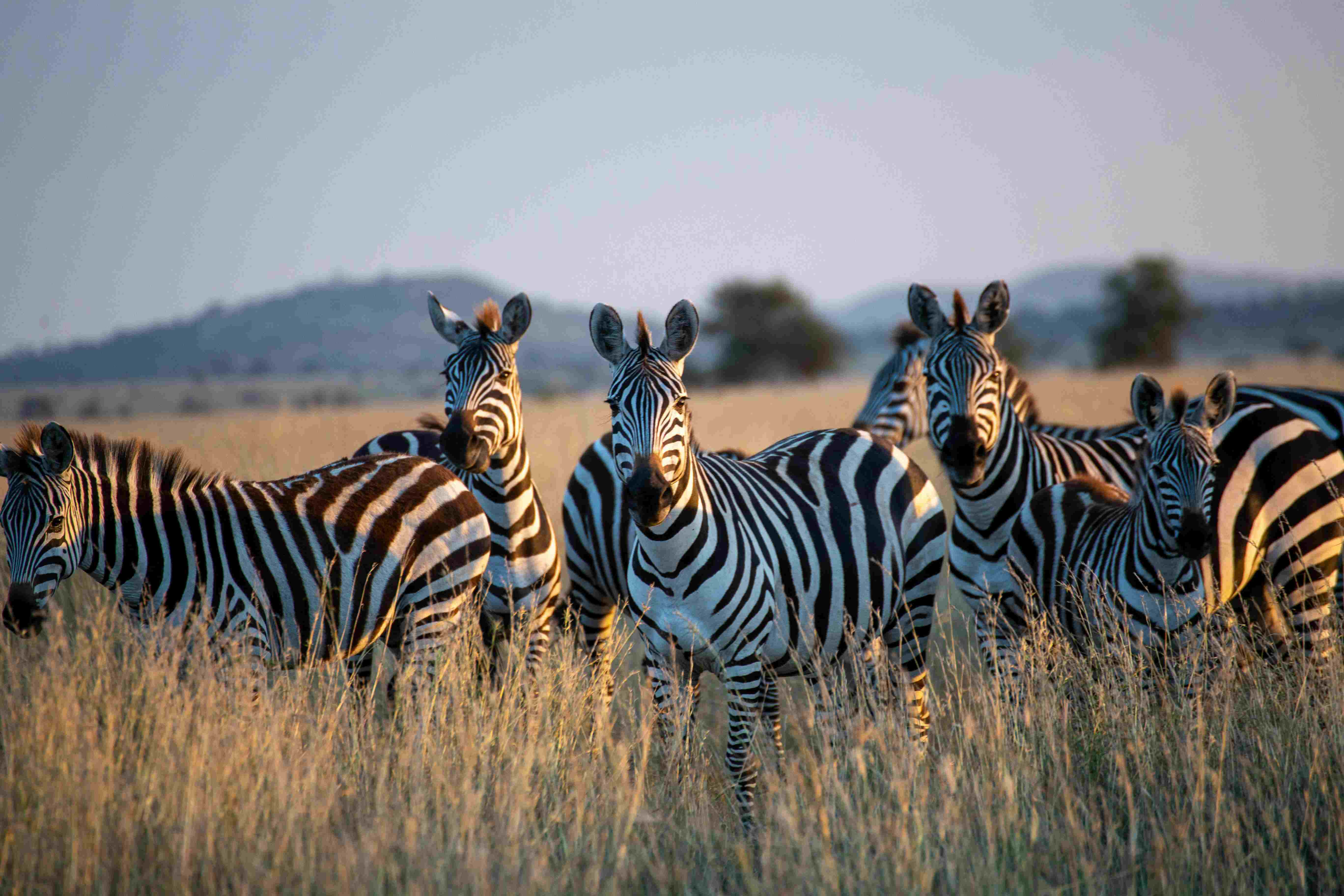 Family Safari