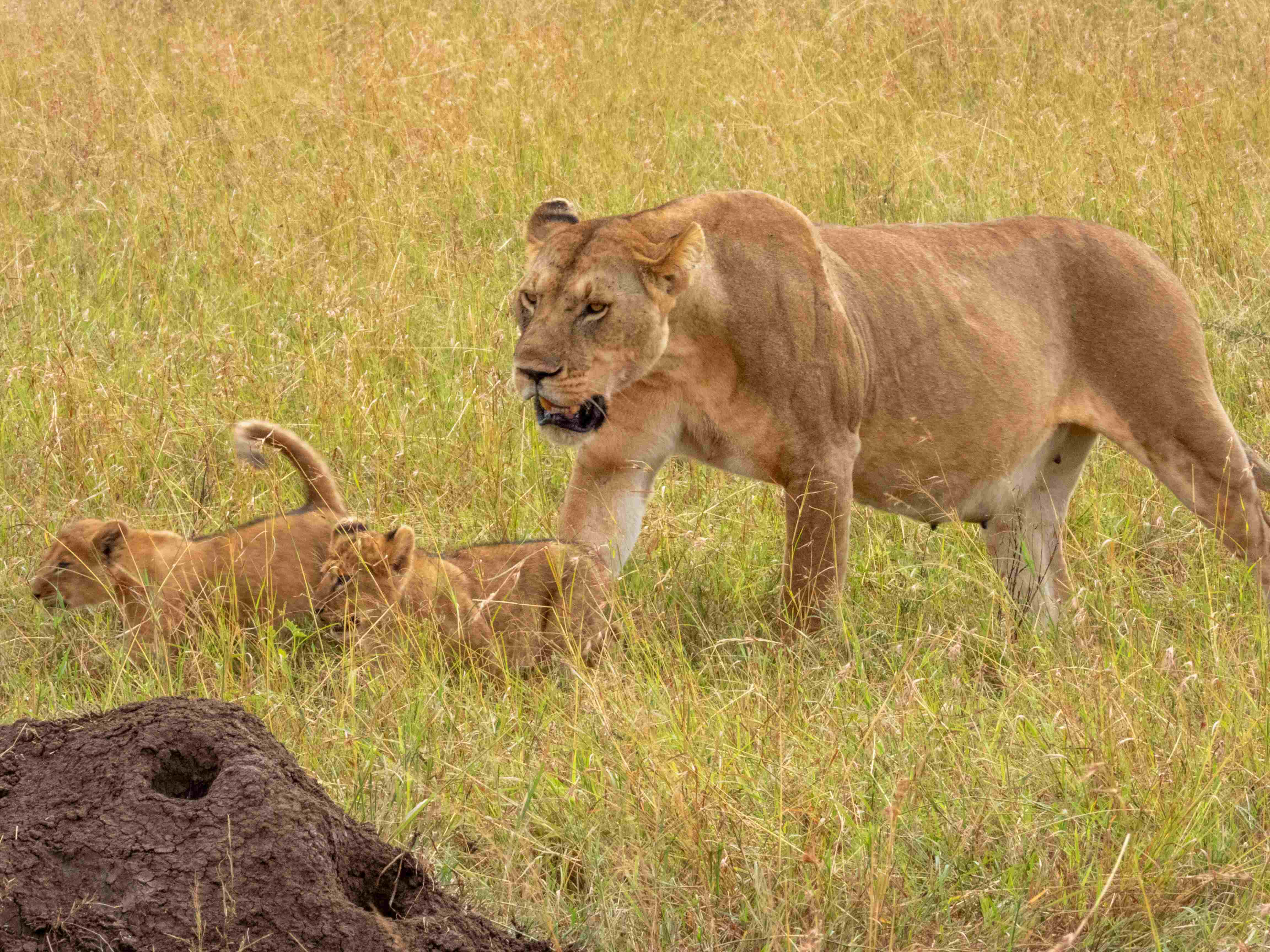 Photography Safari