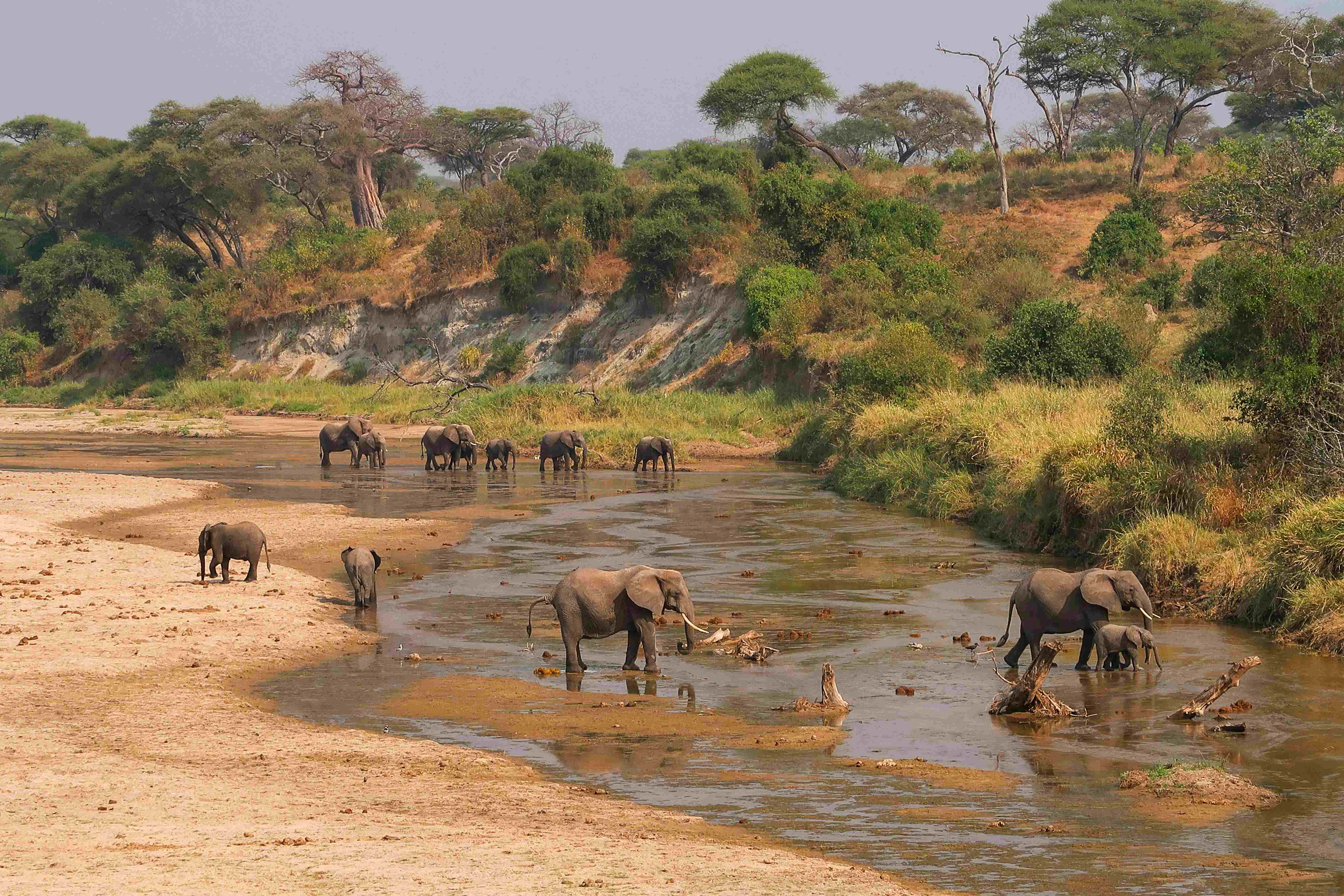 Green Season Safari