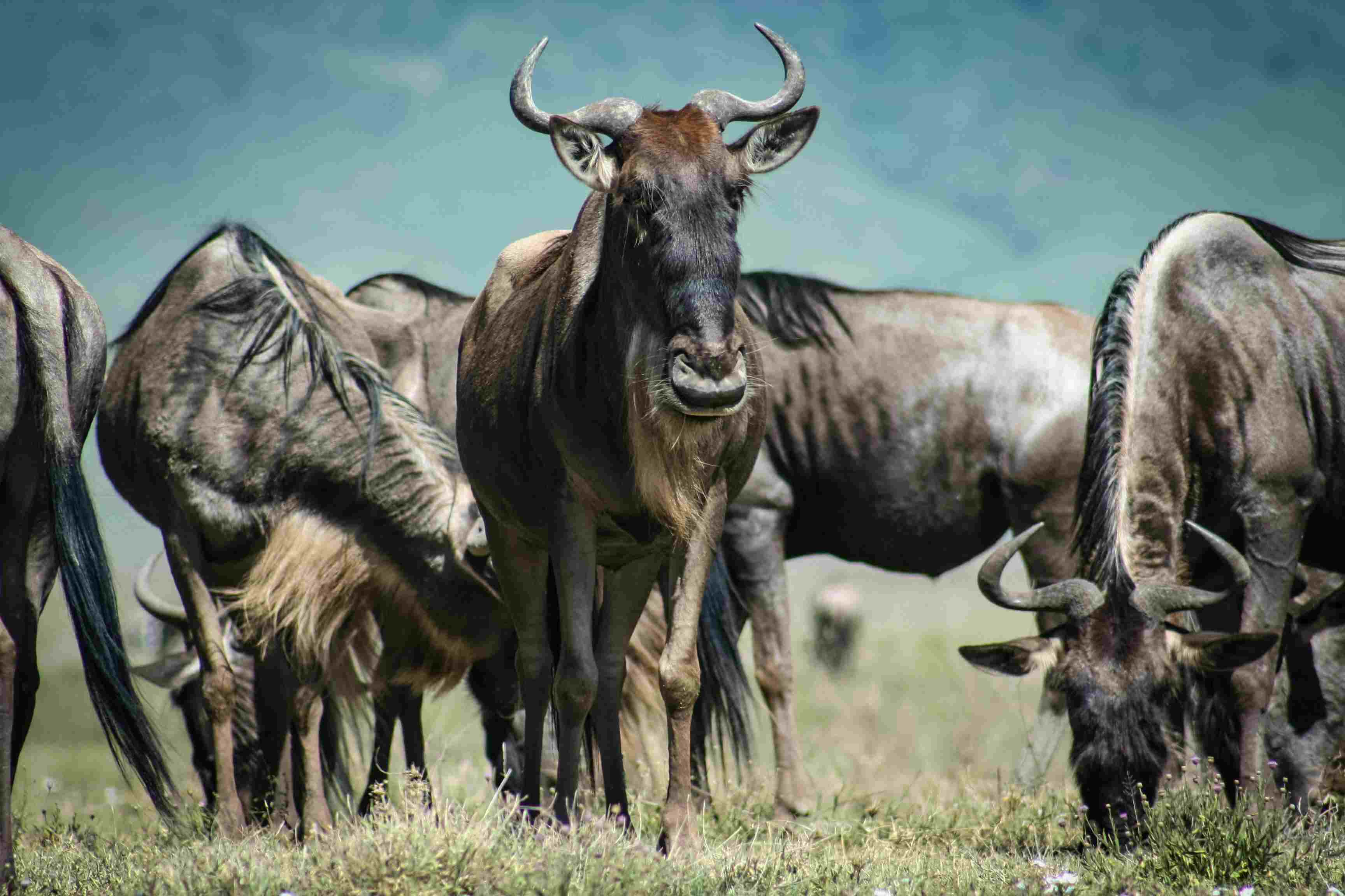 Tanzania Seasons